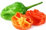 Bombay Chilli 5 pcs | āĻŦā§āĻŽā§āĻŦā§ āĻŽāϰāĻŋāĻ āĻĻāĻžāĻŽ āĻŦāĻžāĻāϞāĻžāĻĻā§āĻļā§