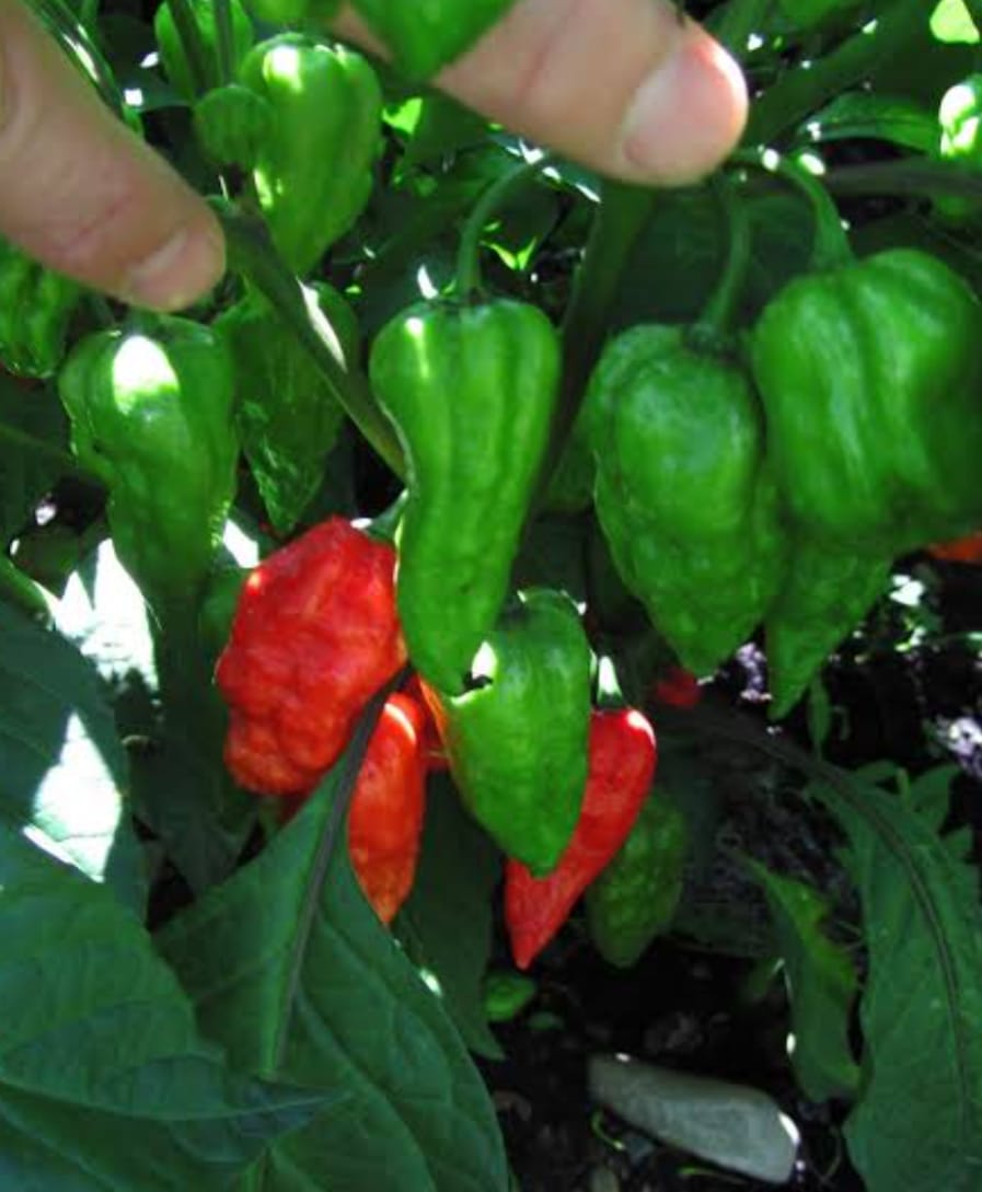 Bombay Chilli 5 pcs | āĻŦā§āĻŽā§āĻŦā§ āĻŽāϰāĻŋāĻ āĻĻāĻžāĻŽ āĻŦāĻžāĻāϞāĻžāĻĻā§āĻļā§