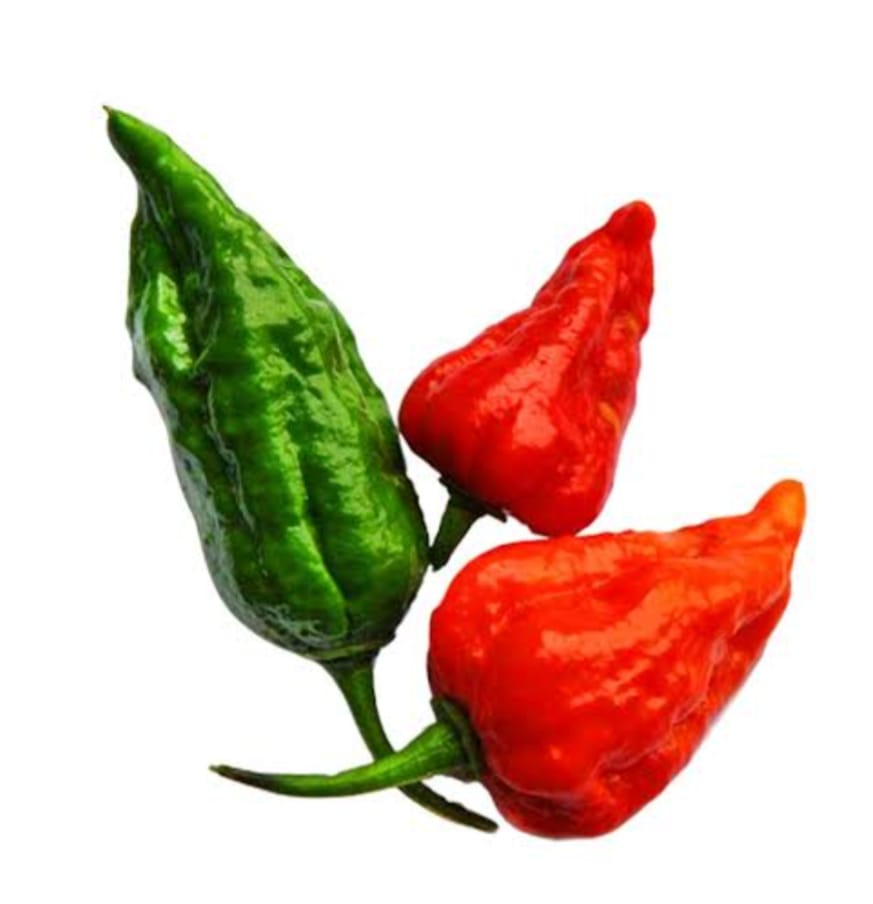 Bombay Chilli 5 pcs | āĻŦā§āĻŽā§āĻŦā§ āĻŽāϰāĻŋāĻ āĻĻāĻžāĻŽ āĻŦāĻžāĻāϞāĻžāĻĻā§āĻļā§