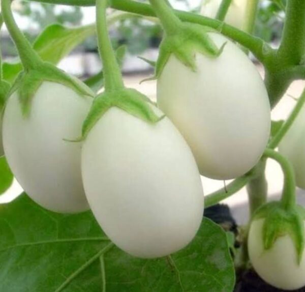 BrightFarms White Brinjal Eggplant 1kg | ব্রাইটফার্মস সাদা বেগুন দাম বাংলাদেশে