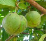 Chalta (Elephant Apple) | চালতা ফল দাম ও উপকারিতা বাংলাদেশে