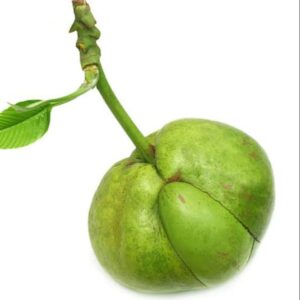 Chalta (Elephant Apple) | চালতা ফল দাম ও উপকারিতা বাংলাদেশে