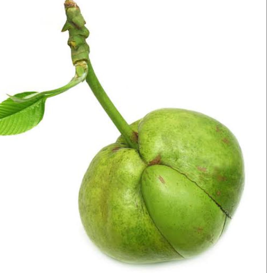 Chalta (Elephant Apple) | চালতা ফল দাম ও উপকারিতা বাংলাদেশে