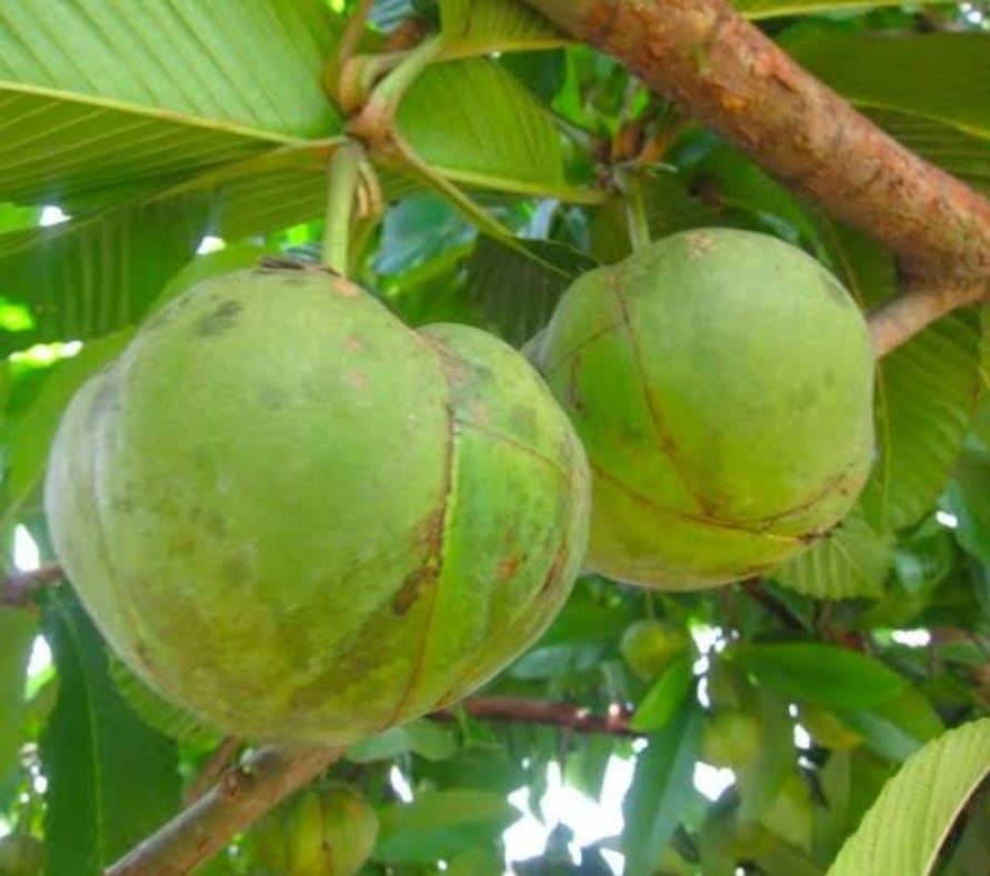 Chalta (Elephant Apple) | চালতা ফল দাম ও উপকারিতা বাংলাদেশে