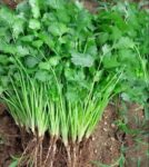 Coriander Leaves Dhonia Pata 100g | ধনেপাতা পাতা দাম ও উপকারিতা বাংলাদেশে