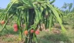 Dragon Fruit Local 1 kg | ড্রাগন ফল দাম ও উপকারিতা বাংলাদেশে