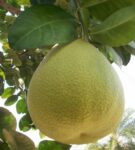 Jambura (Pomelo) | জাম্বুরা দাম ও উপকারিতা বাংলাদেশে