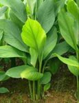 Kacha Holud (Raw Turmeric) 250 gm | কাঁচা হলুদ দাম ও উপকারিতা বাংলাদেশে