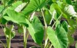 Kochu Shak 1 Bundle | কোচু শাক দাম ও পুষ্টিগুণ বাংলাদেশে