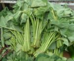 Kochu Shak 1 Bundle | কোচু শাক দাম ও পুষ্টিগুণ বাংলাদেশে