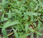 Kolmi Shak Water Spinach 1 Bundle | কলমি শাক দাম ও পুষ্টিগুণ বাংলাদেশে