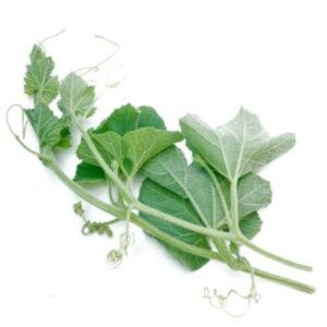 Lau Shak (Sweet Bitter Melon Leaves) 1 bundle | লাউ শাক দাম ও উপকারিতা বাংলাদেশে
