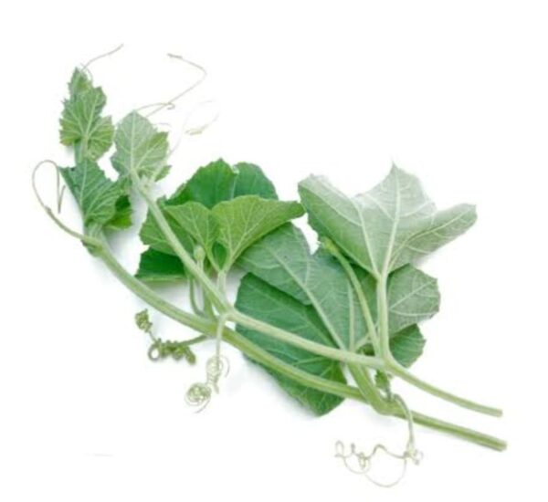 Lau Shak (Sweet Bitter Melon Leaves) 1 bundle | লাউ শাক দাম ও উপকারিতা বাংলাদেশে