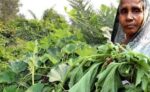 Lau Shak (Sweet Bitter Melon Leaves) 1 bundle | লাউ শাক দাম ও উপকারিতা বাংলাদেশে