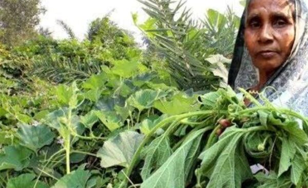 Lau Shak (Sweet Bitter Melon Leaves) 1 bundle | লাউ শাক দাম ও উপকারিতা বাংলাদেশে