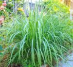 Lemon Grass Stalk 250 gm | লেমনগ্রাস দাম ও উপকারিতা বাংলাদেশে