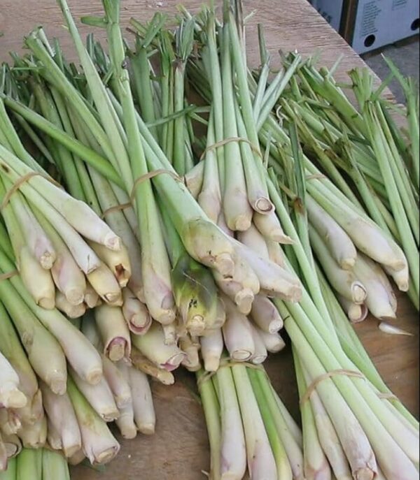 Lemon Grass Stalk 250 gm | লেমনগ্রাস দাম ও উপকারিতা বাংলাদেশে