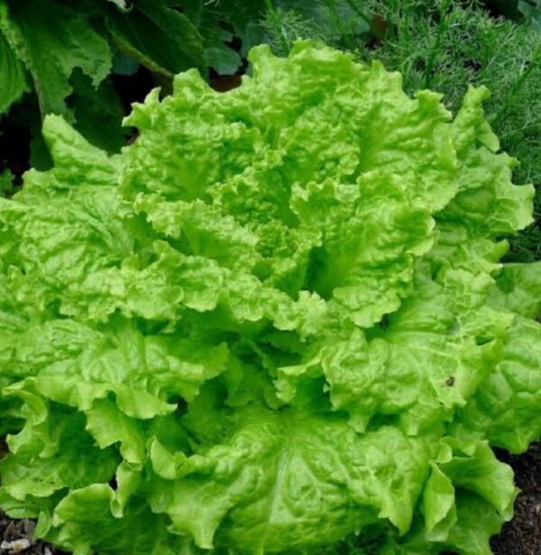 Lettuce Leaves 100 gm | লেটুস পাতা দাম ও উপকারিতা বাংলাদেশে