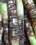 Lomba Kochu 1 pc | লম্বা কচু দাম ও উপকারিতা বাংলাদেশে