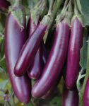 Long Brinjal 500g | লম্বা বেগুন দাম বাংলাদেশে