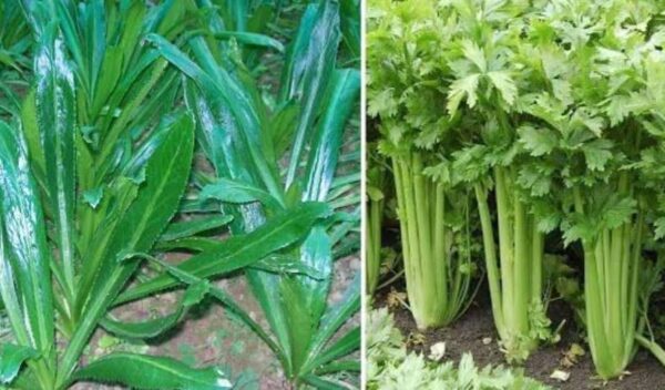 Long Coriander Leaves (Bilati Dhonia Pata) 100 gm | লং ধনেপাতা দাম ও উপকারিতা বাংলাদেশে