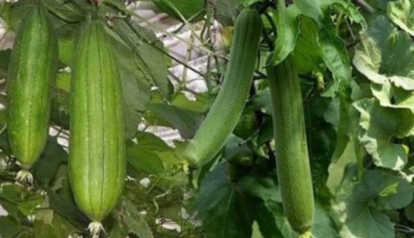 Marrow Dhundul 500g | ধুন্দুল সবজি দাম ও উপকারিতা বাংলাদেশে