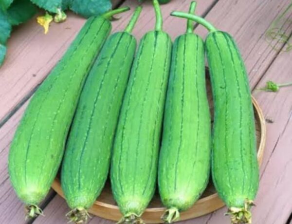 Marrow Dhundul 500g | ধুন্দুল সবজি দাম ও উপকারিতা বাংলাদেশে