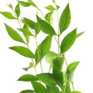 Mehendi Pata (Henna Leaves) 3 bundles | মেহেদি পাতা দাম ও উপকারিতা বাংলাদেশে