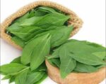 Mehendi Pata (Henna Leaves) 3 bundles | মেহেদি পাতা দাম ও উপকারিতা বাংলাদেশে