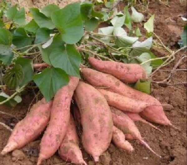 Misti Alu (Sweet Potato) – 500 gm | মিষ্টি আলুর দাম ও উপকারিতা বাংলাদেশে