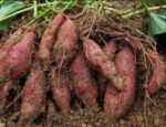 Misti Alu (Sweet Potato) – 500 gm | মিষ্টি আলুর দাম ও উপকারিতা বাংলাদেশে