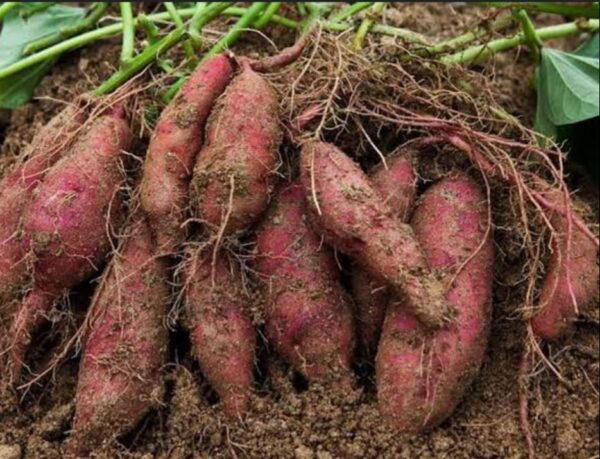 Misti Alu (Sweet Potato) – 500 gm | মিষ্টি আলুর দাম ও উপকারিতা বাংলাদেশে