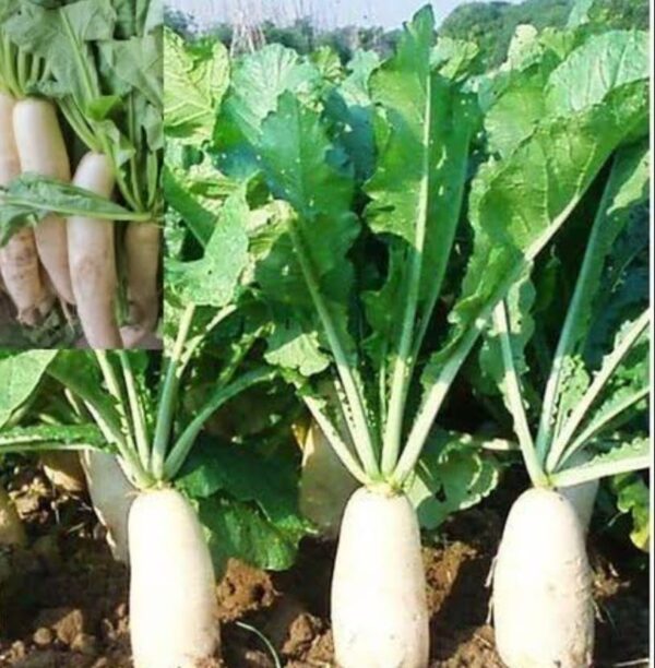 Mula Radish 500 gm | মুলা দাম ও উপকারিতা বাংলাদেশে