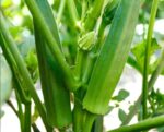 Okra Dherosh 500g | ঢেঁড়স সবজি দাম ও উপকারিতা বাংলাদেশে