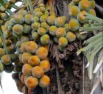 Palm Fruit (Taal) | তাল ফল দাম ও উপকারিতা বাংলাদেশে