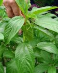 Pat Shak 1 Bundle | পাট শাক দাম ও পুষ্টিগুণ বাংলাদেশে