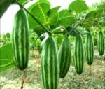 Pointed Gourd (Potol) 500g | পটল এর দাম ও উপকারিতা বাংলাদেশে