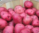 Potato Red Lal Alu Cardinal 1kg | লাল আলু দাম ও উপকারিতা বাংলাদেশে