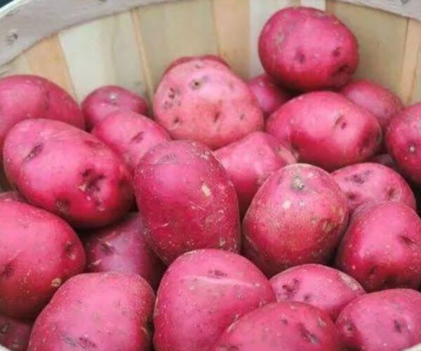 Potato Red Lal Alu Cardinal 1kg | লাল আলু দাম ও উপকারিতা বাংলাদেশে