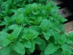 Pudina Pata (Mint Leaves) 100 gm | পুদিনা পাতা দাম ও উপকারিতা বাংলাদেশে