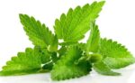 Pudina Pata (Mint Leaves) 100 gm | পুদিনা পাতা দাম ও উপকারিতা বাংলাদেশে