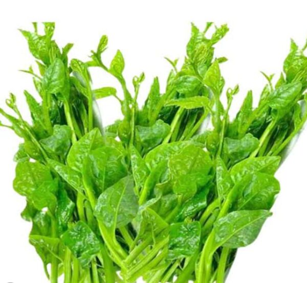 Pui Shak Pui Spinach 1 Bundle | পুঁই শাক দাম ও পুষ্টিগুণ বাংলাদেশে