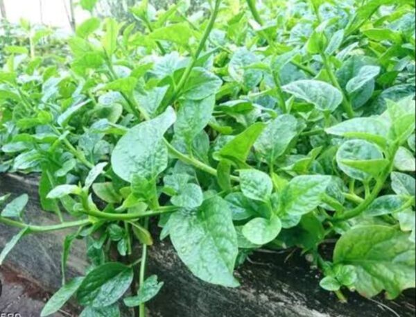 Pui Shak Pui Spinach 1 Bundle | পুঁই শাক দাম ও পুষ্টিগুণ বাংলাদেশে