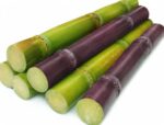 Sugarcane (আখ) 1.5ft Long 4 Pieces 1300g | আখের দাম ও উপকারিতা বাংলাদেশে