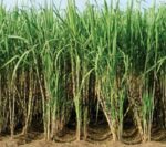 Sugarcane (আখ) 1.5ft Long 4 Pieces 1300g | আখের দাম ও উপকারিতা বাংলাদেশে