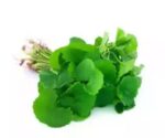 Thankuni Pata (Pennywort Leaves) 1 Bundle | থানকুনি পাতা দাম ও উপকারিতা বাংলাদেশে