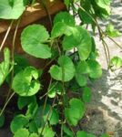 Thankuni Pata (Pennywort Leaves) 1 Bundle | থানকুনি পাতা দাম ও উপকারিতা বাংলাদেশে