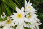 Water Lilies (Shapla) – 1 Bundle | শাপলা ফুলের ডাঁটা দাম বাংলাদেশে