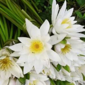Water Lilies (Shapla) – 1 Bundle | শাপলা ফুলের ডাঁটা দাম বাংলাদেশে
