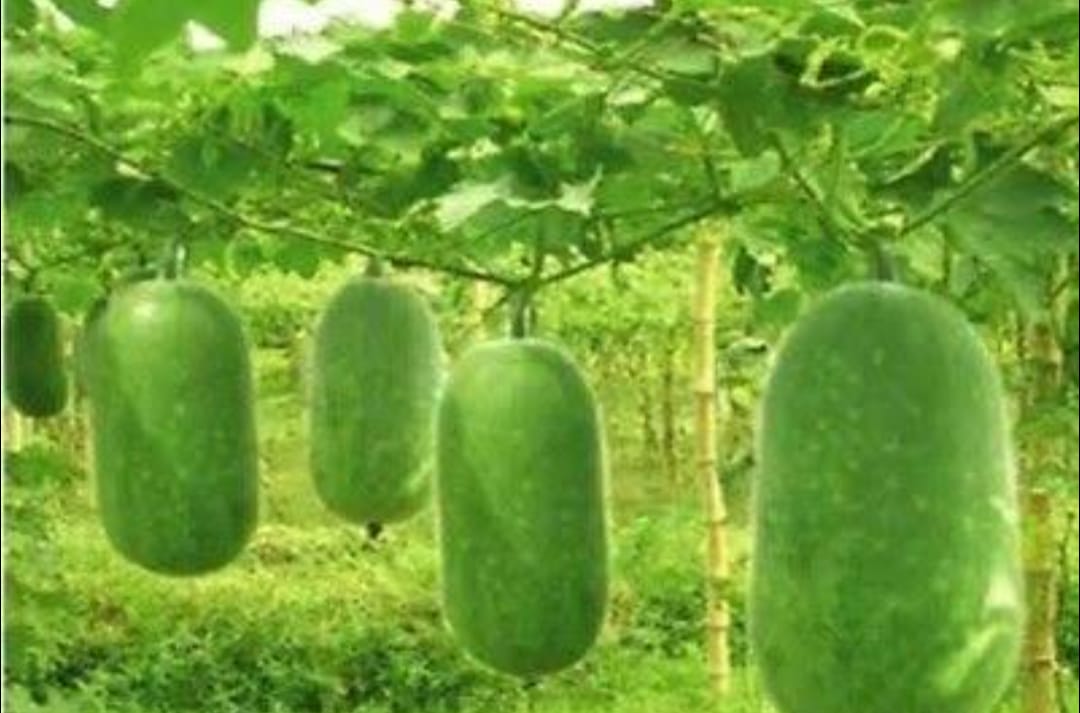 Wax Gourd Jali Kumra 800g | জালি কুমড়া সবজি দাম ও উপকারিতা বাংলাদেশে